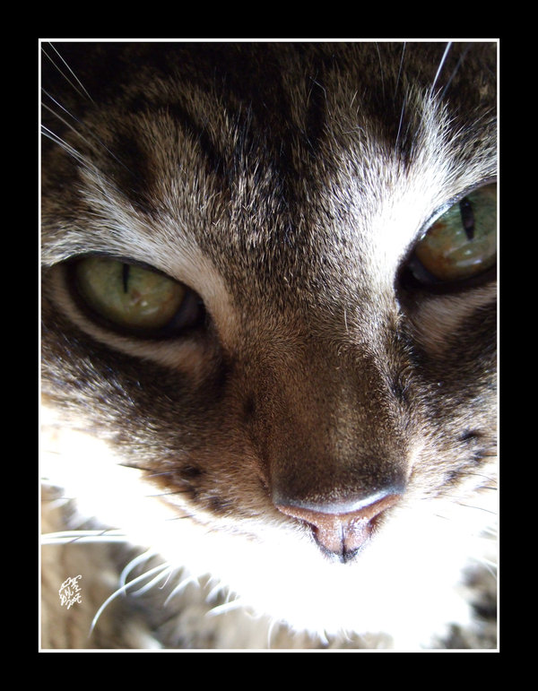 Ms Kitty