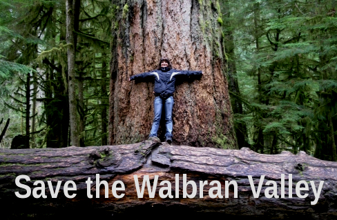 CathedralGrove save walbran